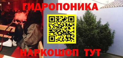 индика Кингисепп