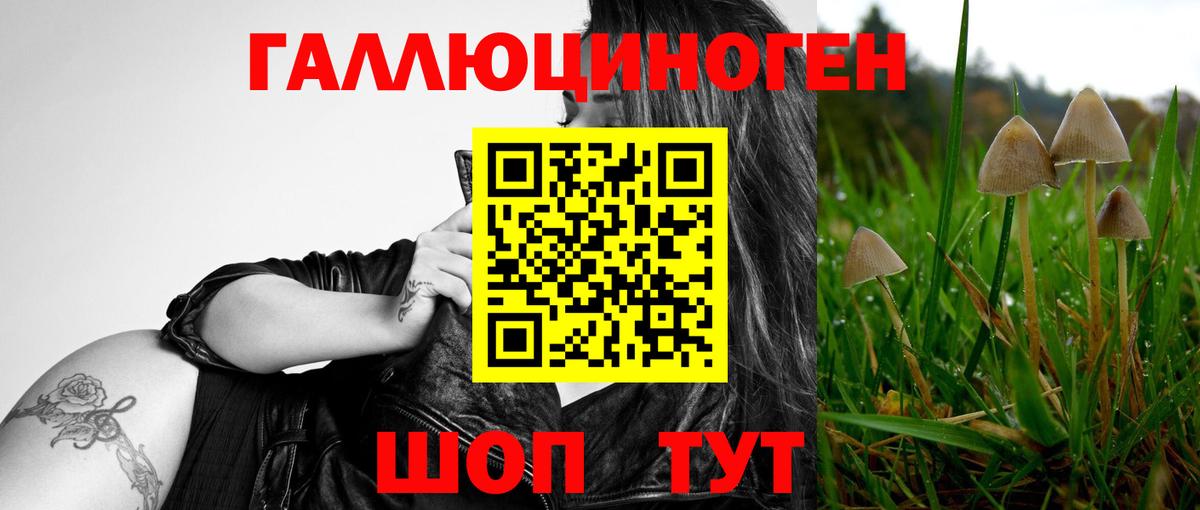где найти наркотики  Псилоцибиновые грибы Cubensis  Вход с VPN  Димитровград 